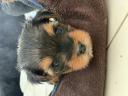 Yorkshire terrier mini Λάρισα νομού Λαρίσης, Θεσσαλία Ζώα - Κατοικίδια Πωλούνται (μικρογραφία 1)