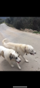 Σκυλιά 2ελληνικα ποιμενικα (μικρογραφία)